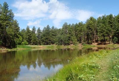 Lower Wolf Creek Forest Camp